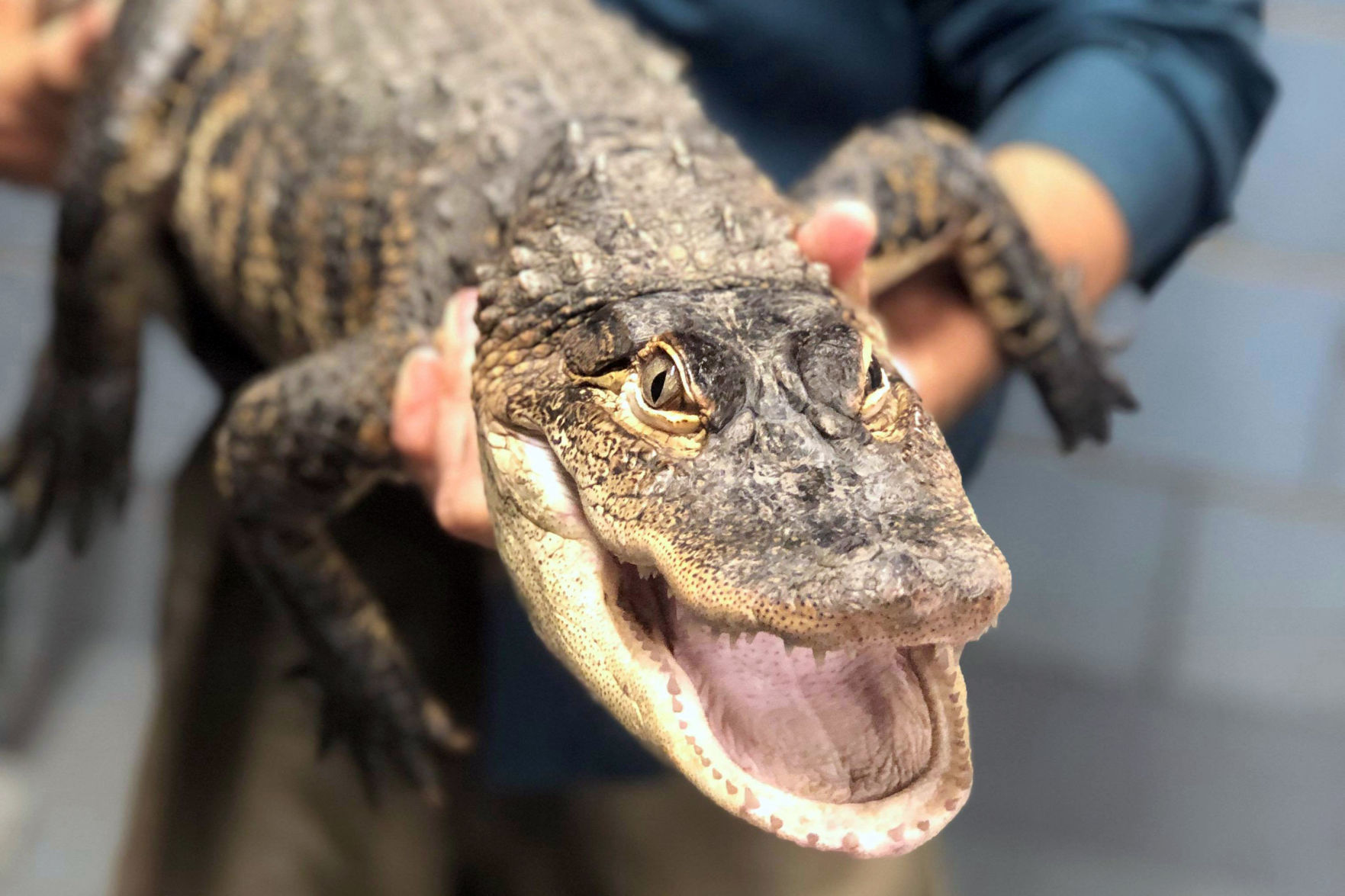 Alligator-Chicago